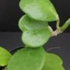 Hoya kerrii, Craib, pianta da interno