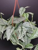 Scindapsus Silver Lady