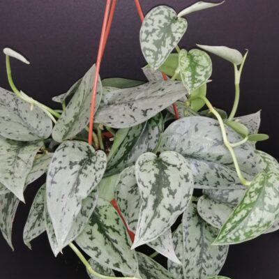 Scindapsus Silver Lady