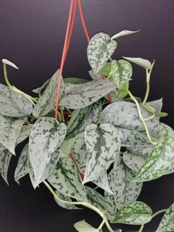 Scindapsus Silver Lady, pianta da interno