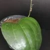Hoya latifolia, pianta da interno