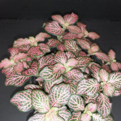 Fittonia sp, Pink