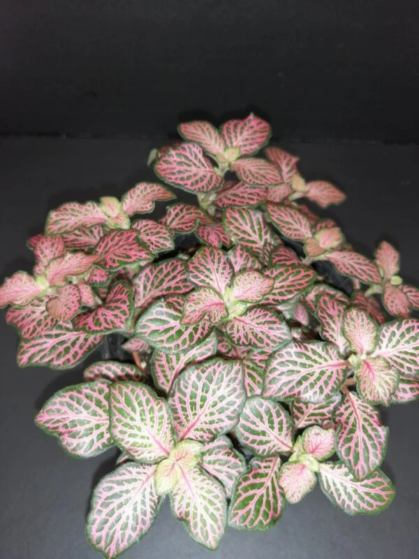 Fittonia sp, Pink, pianta da interno