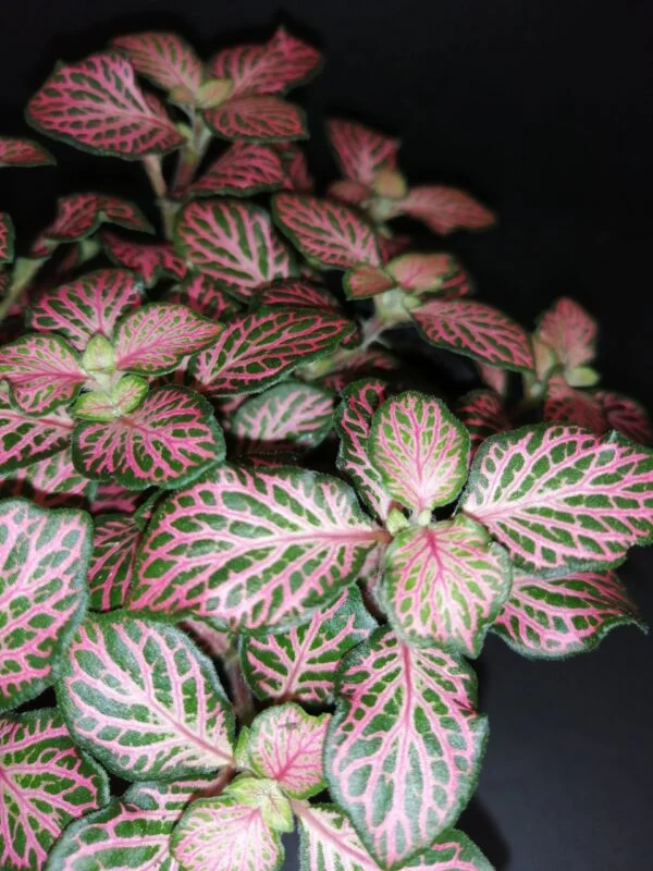 Fittonia sp, Pink, foto 2
