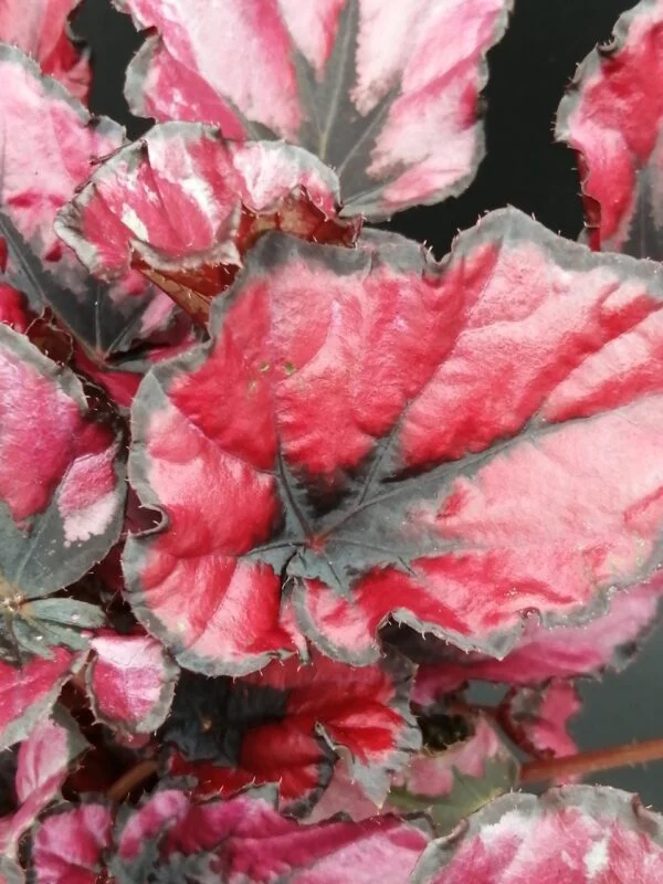 Begonia KOALA RED Beleaf, foto 2