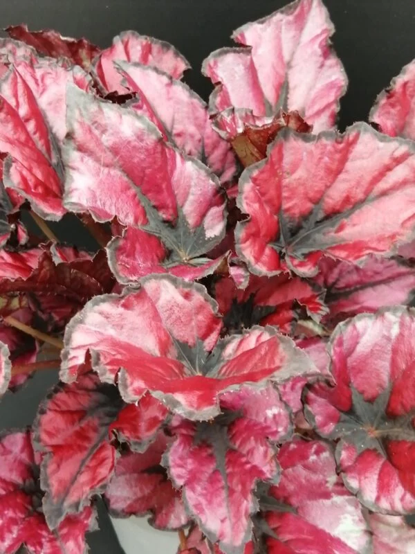 Begonia KOALA RED Beleaf, pianta da interno