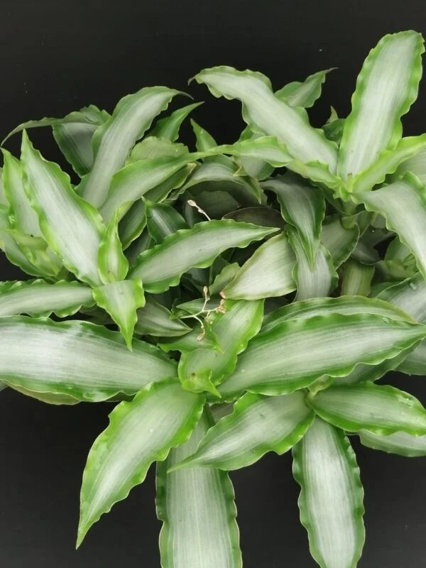 Murdannia loriformis 'Bright Star', foto 4