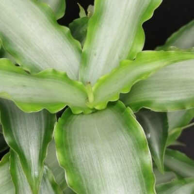 Murdannia loriformis 'Bright Star'