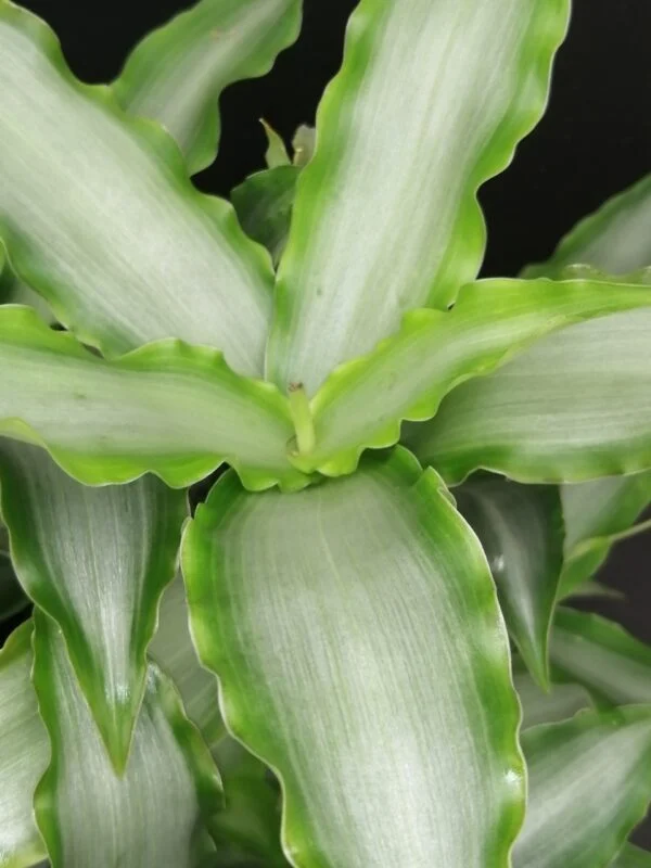 Murdannia loriformis 'Bright Star', pianta da interno