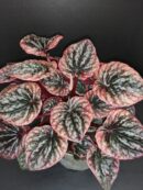 Peperomia caperata Abricos