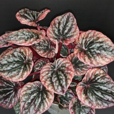 Peperomia caperata Abricos