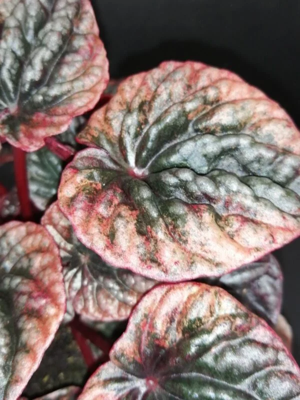 Peperomia caperata Abricos, foto 3