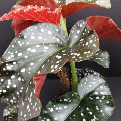 Begonia Cracklin Rosie