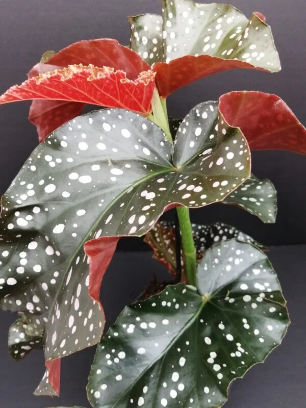 Begonia Cracklin Rosie, pianta da interno