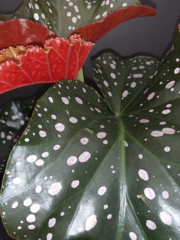 Begonia Cracklin Rosie, foto 3