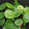 Begonia conchifolia var. rubrimacula, pianta da interno