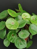 Begonia conchifolia var. rubrimacula