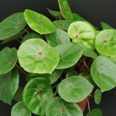 Begonia conchifolia var. rubrimacula