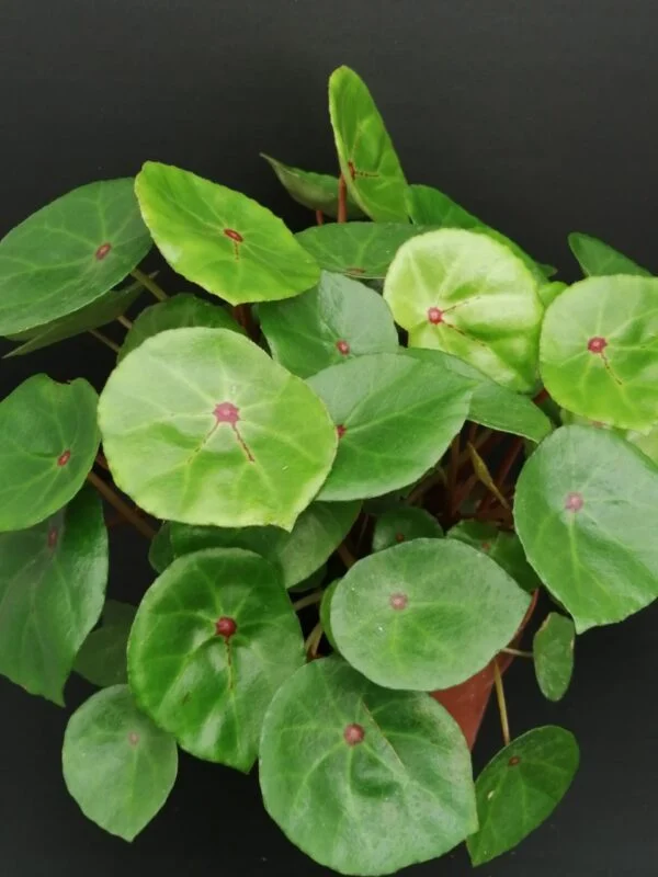 Begonia conchifolia var. rubrimacula, pianta da interno
