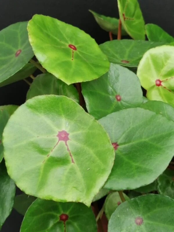 Begonia conchifolia var. rubrimacula, foto 2