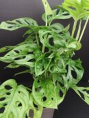 Monstera obliqua leichtlinii