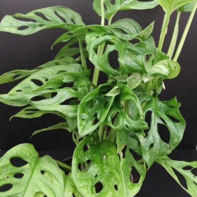 Monstera obliqua leichtlinii