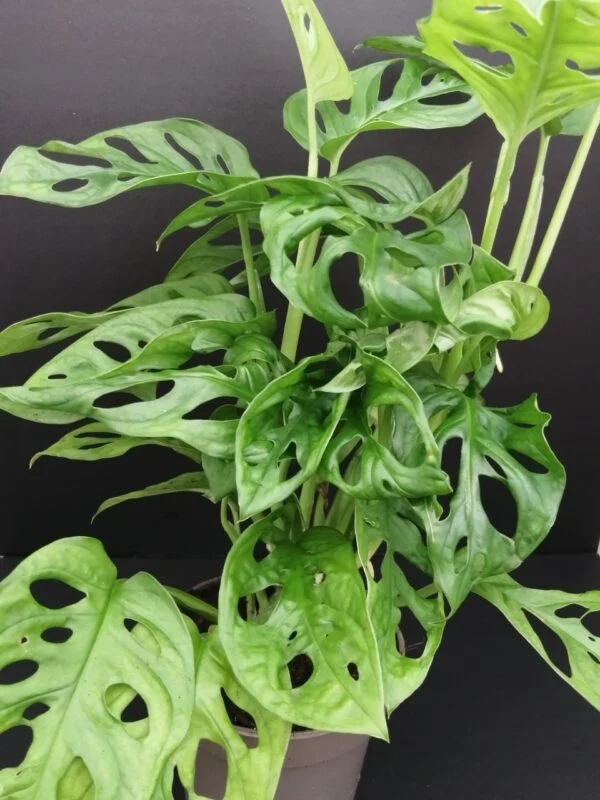 Monstera obliqua leichtlinii, pianta da terrario