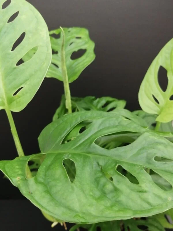 Monstera obliqua leichtlinii, foto 2