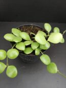 Hoya brevialata pianta giovane