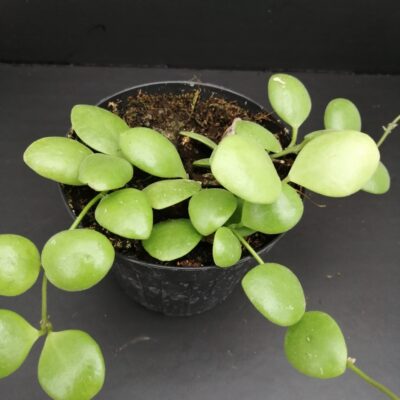 Hoya brevialata pianta giovane