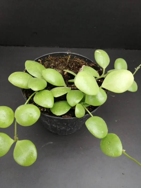 Hoya brevialata pianta giovane, pianta da interno