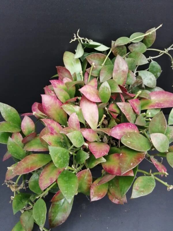 Hoya sipitangensis, pianta da terrario