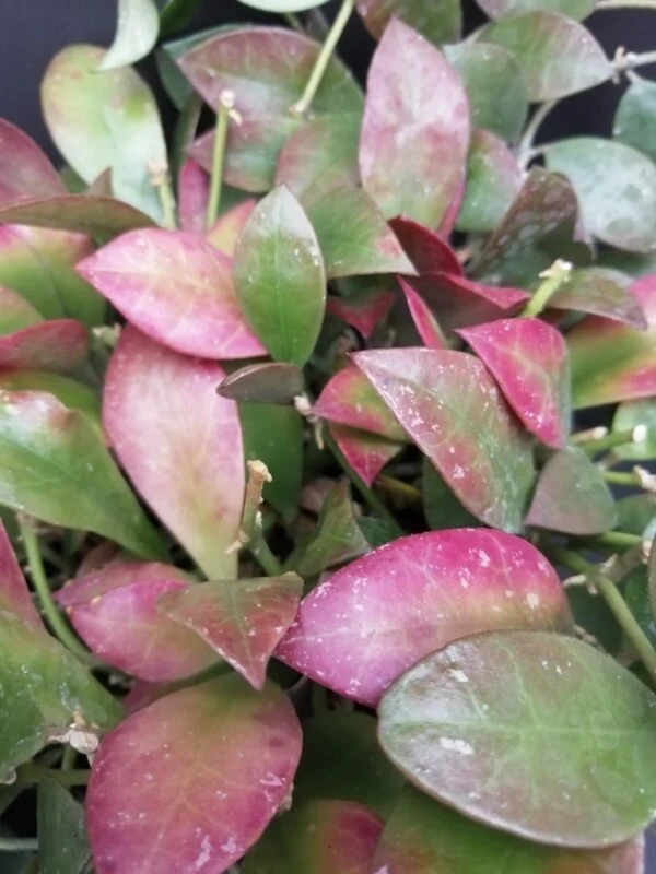 Hoya sipitangensis, foto 2