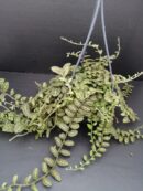 Solanum evolvulifolium