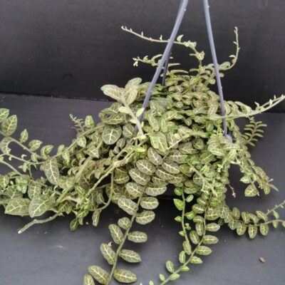 Solanum evolvulifolium