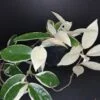 Hoya carnosa Variegata, pianta da interno