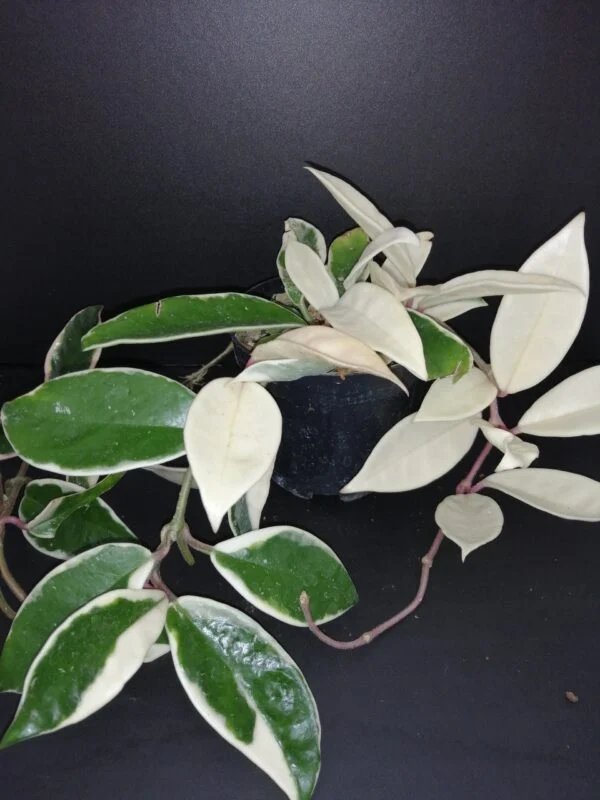 Hoya carnosa Variegata, pianta da interno