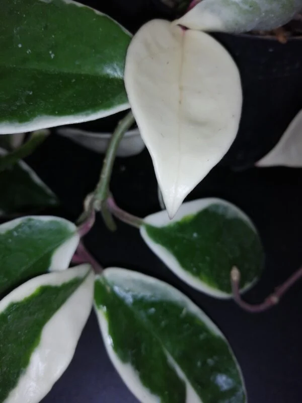 Hoya carnosa Variegata, foto 2