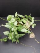 Dischidia ovata , Watermelon Dischidia