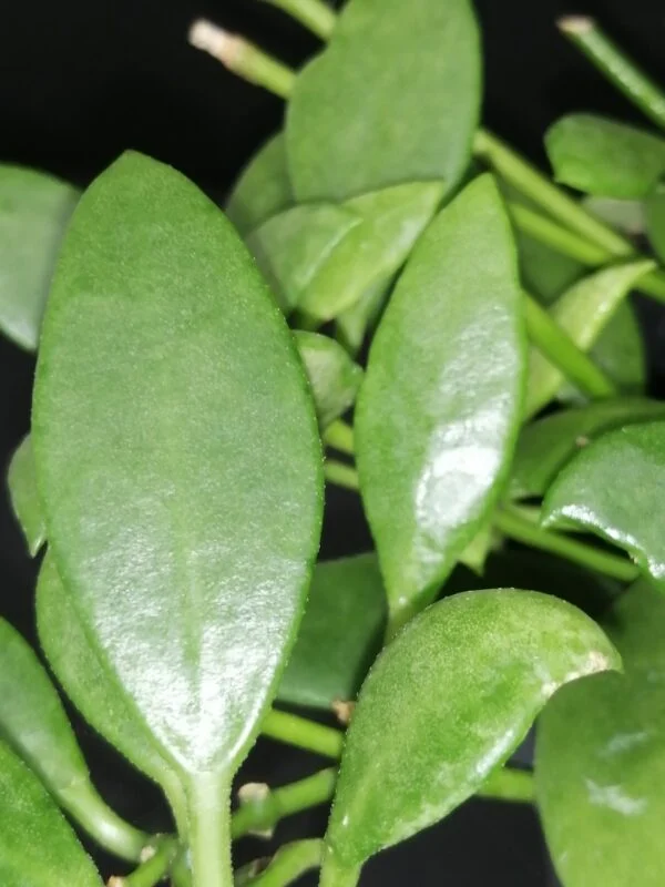 Dischidia sp., foto 2