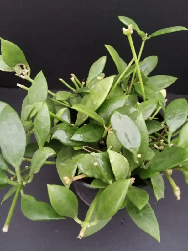 Dischidia sp., pianta da interno