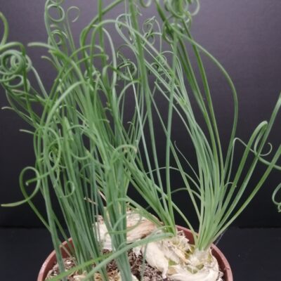 Albuca spiralis