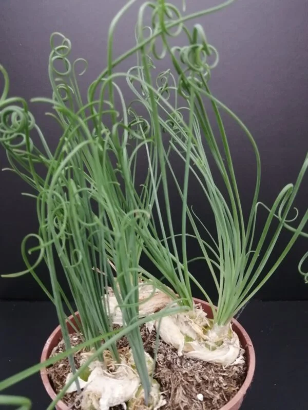 Albuca spiralis, pianta da interno