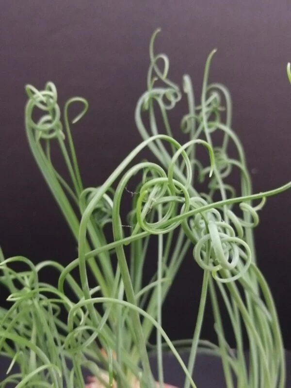 Albuca spiralis, foto 2