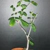 Fockea edulis, pianta da interno