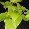 Pothos Neon sin. Epipremnum aureum Neon, pianta da interno