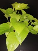 Pothos Neon sin. Epipremnum aureum Neon