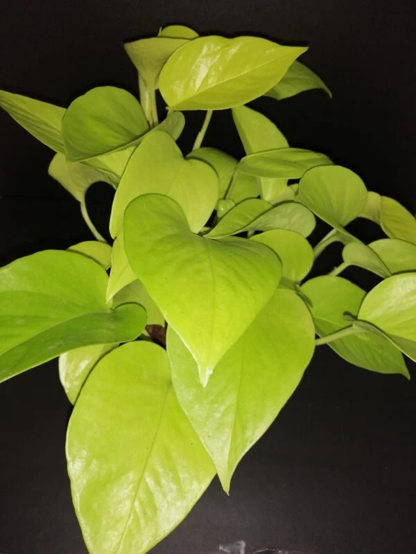Pothos Neon sin. Epipremnum aureum Neon, pianta da interno