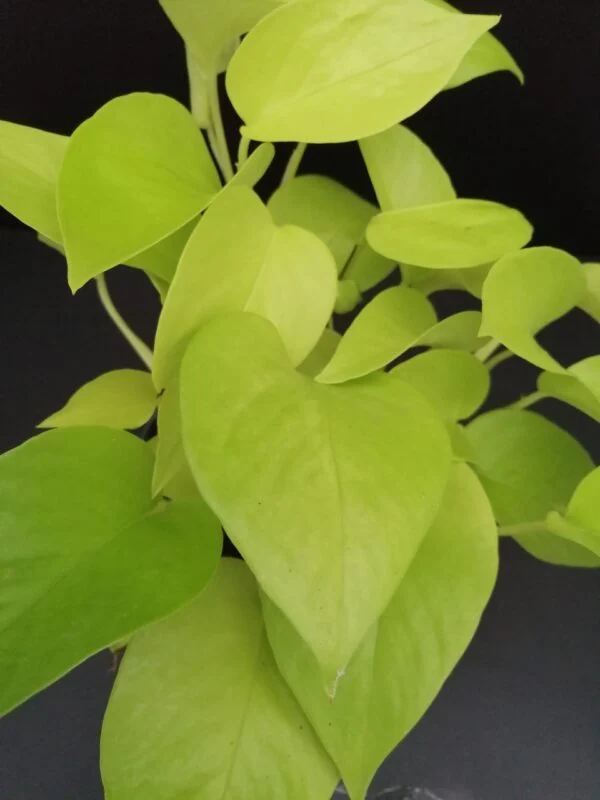 Pothos Neon sin. Epipremnum aureum Neon, foto 2