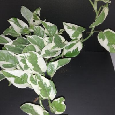 Scindapsus N'Joy, Epipremnum, Potos